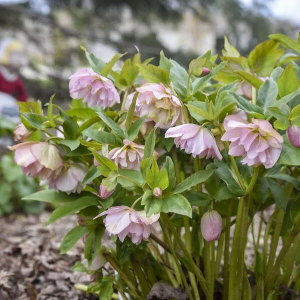 Helleborus: Winter Rose, Lenten Rose — East Bay Nursery